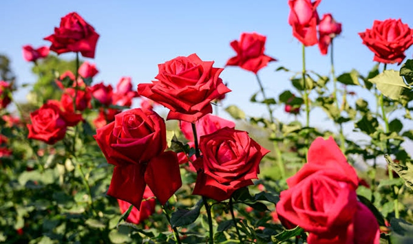 With over 150 species and thousands of cultivars worldwide, this classic flower has been a symbol of love and romance for centuries-and it even produces edible 