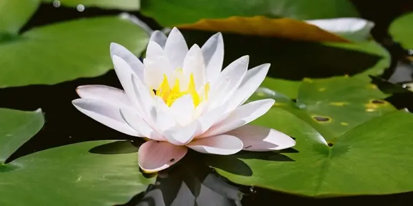 花の名前、いくつ覚えていますか?【脳年齢チェック】花の名前クイズ全20問