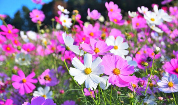 「この花、何だっけ…？」あなたの脳年齢をチェックする15の花クイズ Question 9