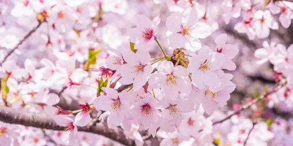 花の名前、いくつ覚えていますか？【脳年齢チェック】花の名前クイズ全20問