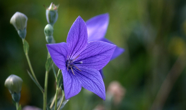「この花、何だっけ…？」あなたの脳年齢をチェックする15の花クイズ Question 6