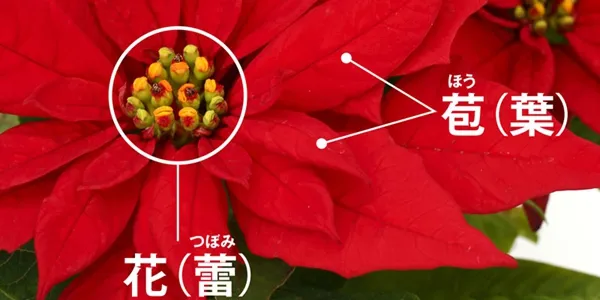 花の名前、いくつ覚えていますか?【脳年齢チェック】花の名前クイズ全20問
