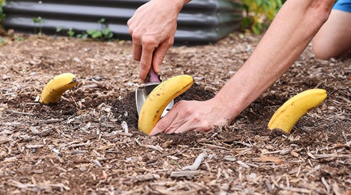 Why Smarter Gardeners Are Burying Bananas In Their Soil!