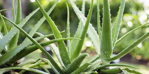 30種園藝植物大挑戰:即使是園藝高手,也未必能認出23種!