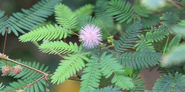 30種園藝植物大挑戰:即使是園藝高手,也未必能認出23種!