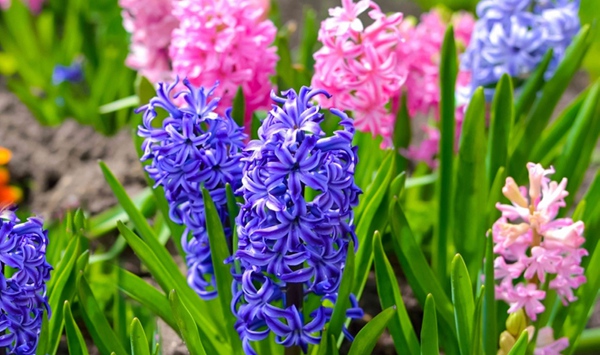 Which classic spring bulb produces dense, cylinder-like spikes of intensely fragrant bell-shaped flowers in shades of deep blue, pink, and white?