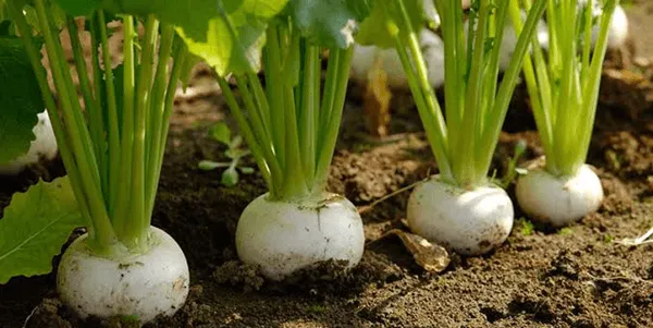 【野菜の漢字読みクイズ】身近な野菜の名前、漢字で読めますか？