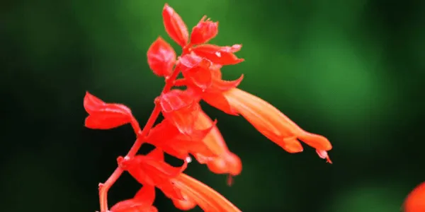 【台灣常見花卉大考驗】重溫四季花香！測試您的花草知識 20 題