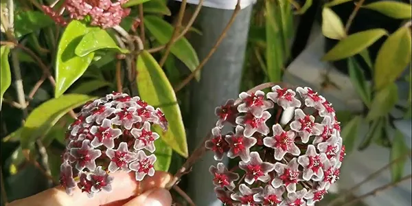 30種園藝植物大挑戰：即使是園藝高手，也未必能認出23種！
