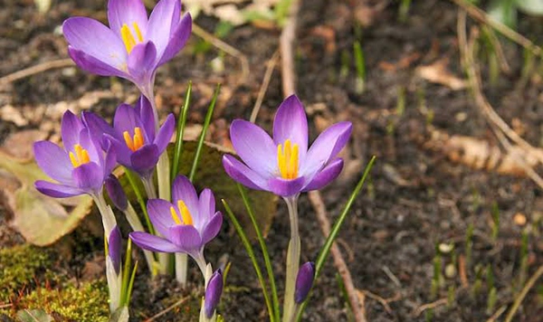 Which early-spring bulb emerges right through the melting snow, bringing the very first splash of bright purple, yellow, or white to the lawn?
