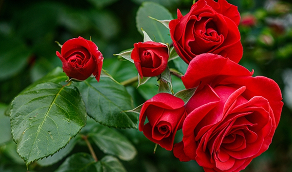 「この花、何だっけ…？」あなたの脳年齢をチェックする15の花クイズ Question 5