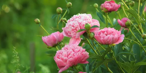 花の名前、いくつ覚えていますか?【脳年齢チェック】花の名前クイズ全20問