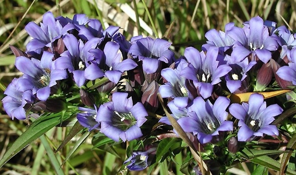「この花、何だっけ…？」あなたの脳年齢をチェックする15の花クイズ Question 14