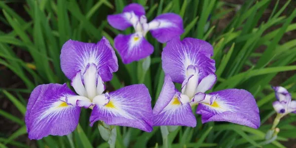 花の名前、いくつ覚えていますか？【脳年齢チェック】花の名前クイズ全20問
