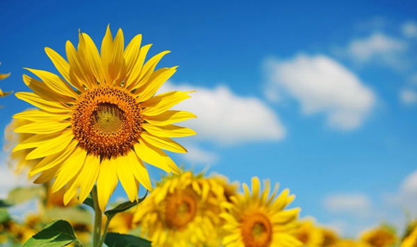 Known for its bright golden-yellow petals and its ability to follow the sun across the sky throughout the day, what iconic summer flower produces tasty, edible seeds?