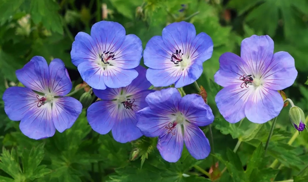 Beloved for its distinct, aromatic foliage and cluster heads of red, pink, or white flowers, which classic windowsill potted plant was a favorite in grandmother's garden?