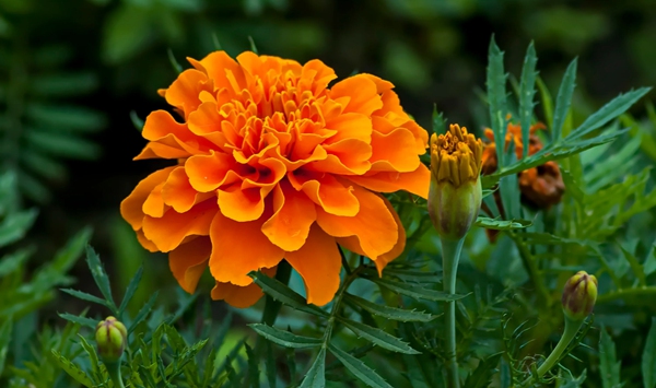 Often seen guarding tomato plants in backyard vegetable beds, which bright orange-red flower is famous for naturally deterring pests and soil bugs?