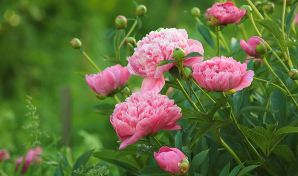 「この花、何だっけ…？」あなたの脳年齢をチェックする15の花クイズ Question 7
