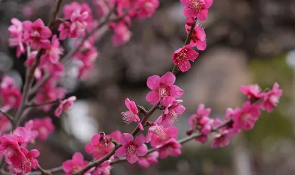 「この花、何だっけ…？」あなたの脳年齢をチェックする15の花クイズ Question 8