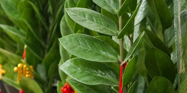 30種園藝植物大挑戰：即使是園藝高手，也未必能認出23種！
