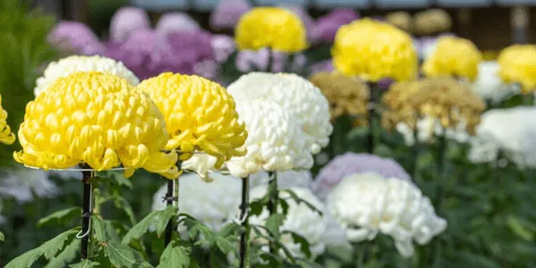 【台灣常見花卉大考驗】重溫四季花香！測試您的花草知識 20 題