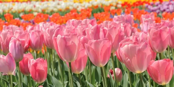 花の名前、いくつ覚えていますか?【脳年齢チェック】花の名前クイズ全20問
