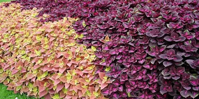 30種園藝植物大挑戰：即使是園藝高手，也未必能認出23種！