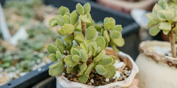 30種園藝植物大挑戰:即使是園藝高手,也未必能認出23種!