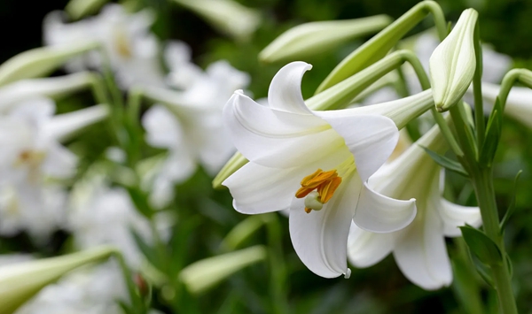 With large, prominent flowers and petals that come in a wide range of colors and types-from double white to orange with long stamens-this strongly herbaceous perennial is a favorite in both gardens and bouquets. What is it?