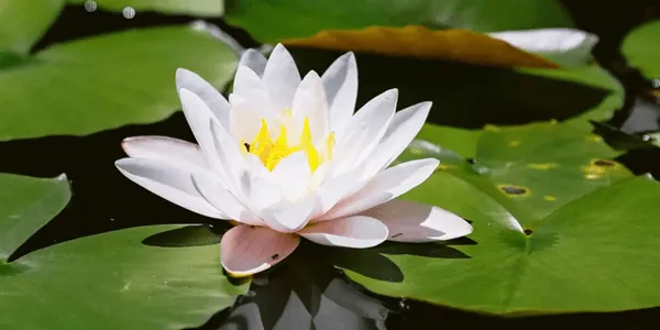 【台灣常見花卉大考驗】重溫四季花香!測試您的花草知識 20 題