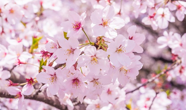 「この花、何だっけ…？」あなたの脳年齢をチェックする15の花クイズ Question 2