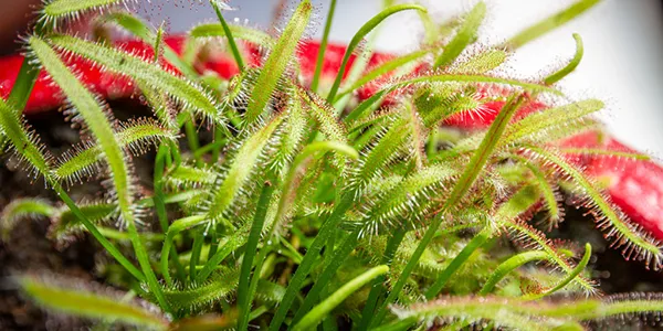 30種園藝植物大挑戰:即使是園藝高手,也未必能認出23種!