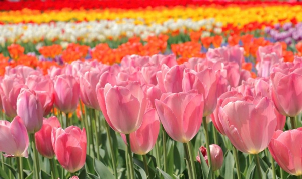 「この花、何だっけ…？」あなたの脳年齢をチェックする15の花クイズ Question 3