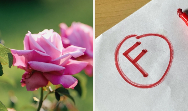 Can You Identify These 15 Classic Flowers From Your Youth?