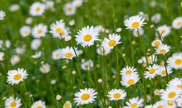 With its classic white petals surrounding a bright golden-yellow center, this cheerful flower is a common sight in lawns and meadows-and children have long used it to play 