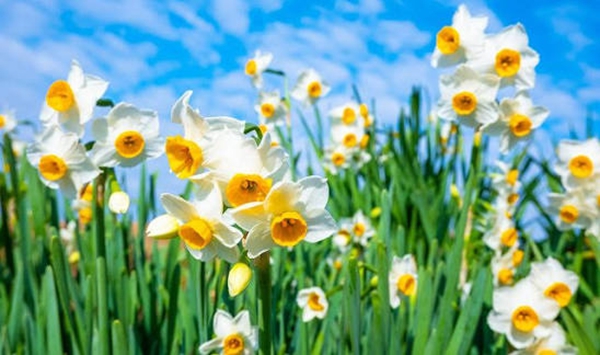 「この花、何だっけ…？」あなたの脳年齢をチェックする15の花クイズ Question 10