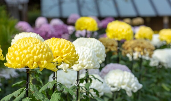 「この花、何だっけ…？」あなたの脳年齢をチェックする15の花クイズ Question 15
