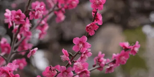 【台灣常見花卉大考驗】重溫四季花香！測試您的花草知識 20 題