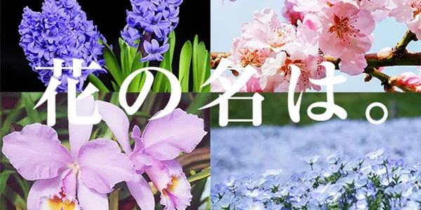 花の名前、いくつ覚えていますか？【脳年齢チェック】花の名前クイズ全20問