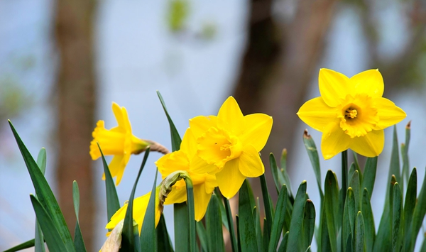 One of the easiest perennial bulbs to grow, these iconic flowers-with their signature white to golden-yellow petals-welcome the warmer spring days after a long, cold winter. What are they?