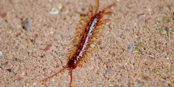 【2026年最新版】運転免許更新・認知機能検査 30問フル模擬テスト 〜合格への近道〜