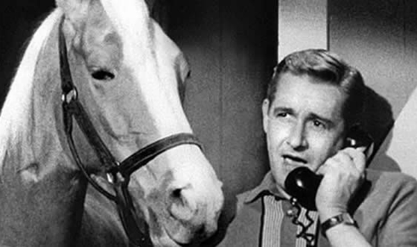 Which eccentric 1960s sitcom featured a palomino horse that frequently offered witty commentary exclusively to his pal Wilbur?