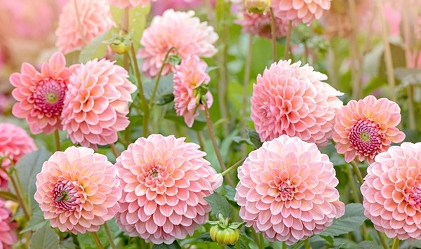 Which striking late-summer bloomer features geometric, symmetrical layers of petals and comes in almost every color except true blue?