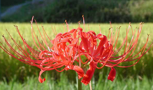 「この花、何だっけ…？」あなたの脳年齢をチェックする15の花クイズ Question 13