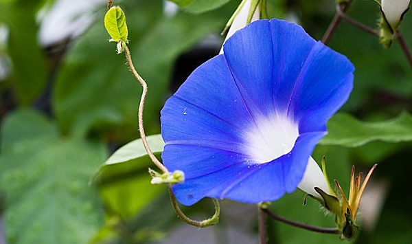 「この花、何だっけ…？」あなたの脳年齢をチェックする15の花クイズ Question 4