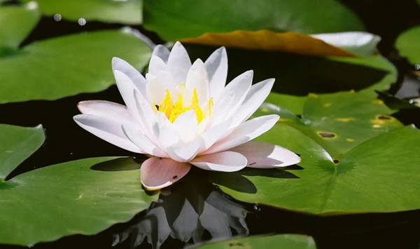 「この花、何だっけ…？」あなたの脳年齢をチェックする15の花クイズ Question 16