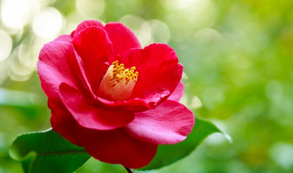 「この花、何だっけ…？」あなたの脳年齢をチェックする15の花クイズ Question 11