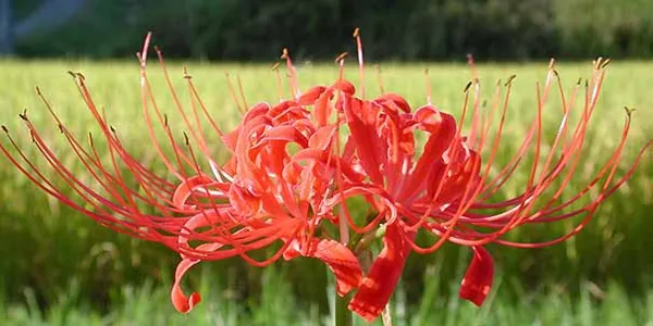 花の名前、いくつ覚えていますか？【脳年齢チェック】花の名前クイズ全20問