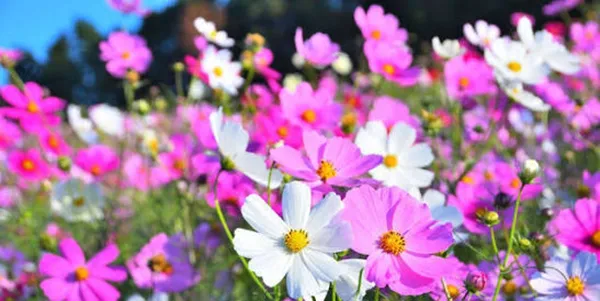 花の名前、いくつ覚えていますか?【脳年齢チェック】花の名前クイズ全20問