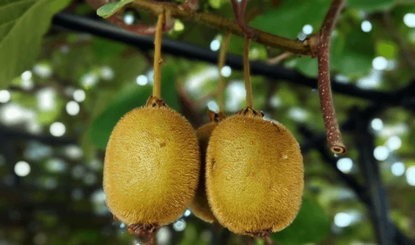 Which fruit has a fuzzy brown outer skin and reveals vibrant green flesh with tiny black seeds when cut open?